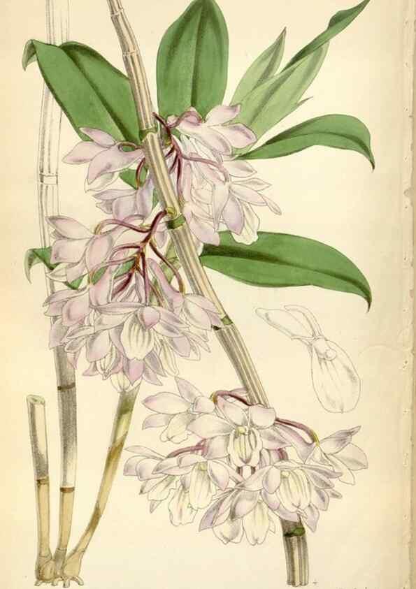 Reproducción/Reproduction 34430901124: Curtis's botanical magazine.. London ; New York [etc.] :Academic Press [etc.]