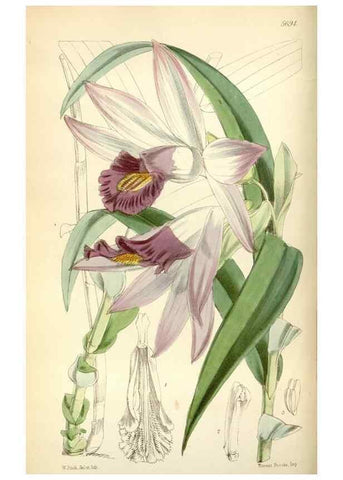 Reproducción/Reproduction 34430881784: Curtis's botanical magazine.. London ; New York [etc.] :Academic Press [etc.]