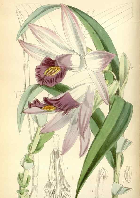 Reproducción/Reproduction 34430881784: Curtis's botanical magazine.. London ; New York [etc.] :Academic Press [etc.]