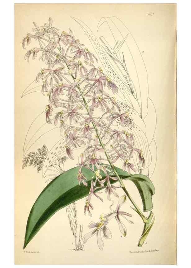 Reproducción/Reproduction 34430953934: Curtis's botanical magazine.. London ; New York [etc.] :Academic Press [etc.]