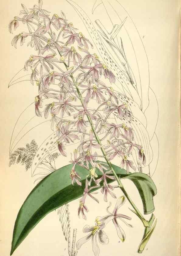 Reproducción/Reproduction 34430953934: Curtis's botanical magazine.. London ; New York [etc.] :Academic Press [etc.]