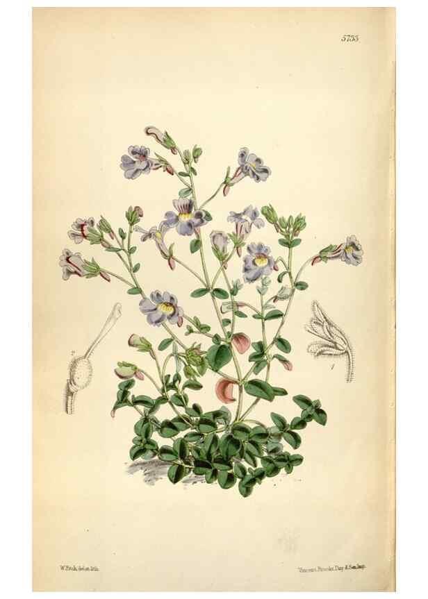 Reproducción/Reproduction 34887595700: Curtis's botanical magazine.. London ; New York [etc.] :Academic Press [etc.]