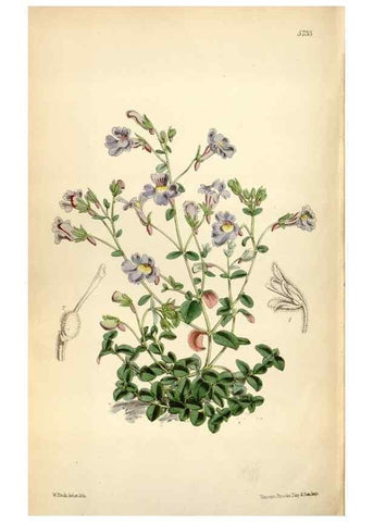 Reproducción/Reproduction 34887595700: Curtis's botanical magazine.. London ; New York [etc.] :Academic Press [etc.]