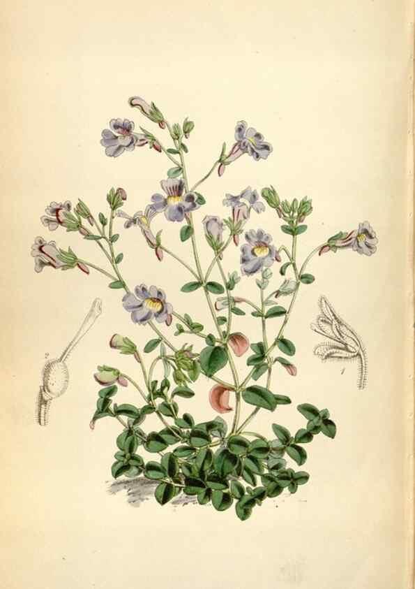 Reproducción/Reproduction 34887595700: Curtis's botanical magazine.. London ; New York [etc.] :Academic Press [etc.]