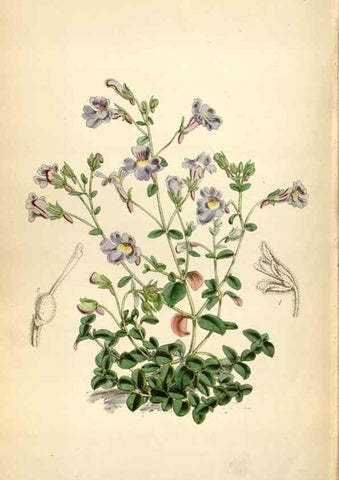 Reproducción/Reproduction 34887595700: Curtis's botanical magazine.. London ; New York [etc.] :Academic Press [etc.]