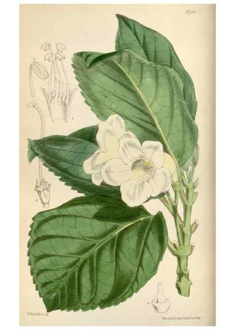 Reproducción/Reproduction 35108456242: Curtis's botanical magazine.. London ; New York [etc.] :Academic Press [etc.]