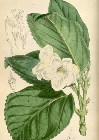 Reproducción/Reproduction 35108456242: Curtis's botanical magazine.. London ; New York [etc.] :Academic Press [etc.]