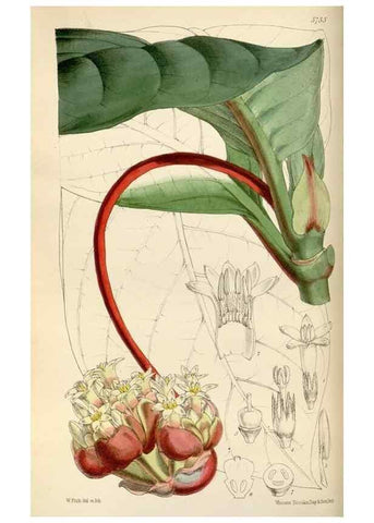 Reproducción/Reproduction 35108458902: Curtis's botanical magazine.. London ; New York [etc.] :Academic Press [etc.]