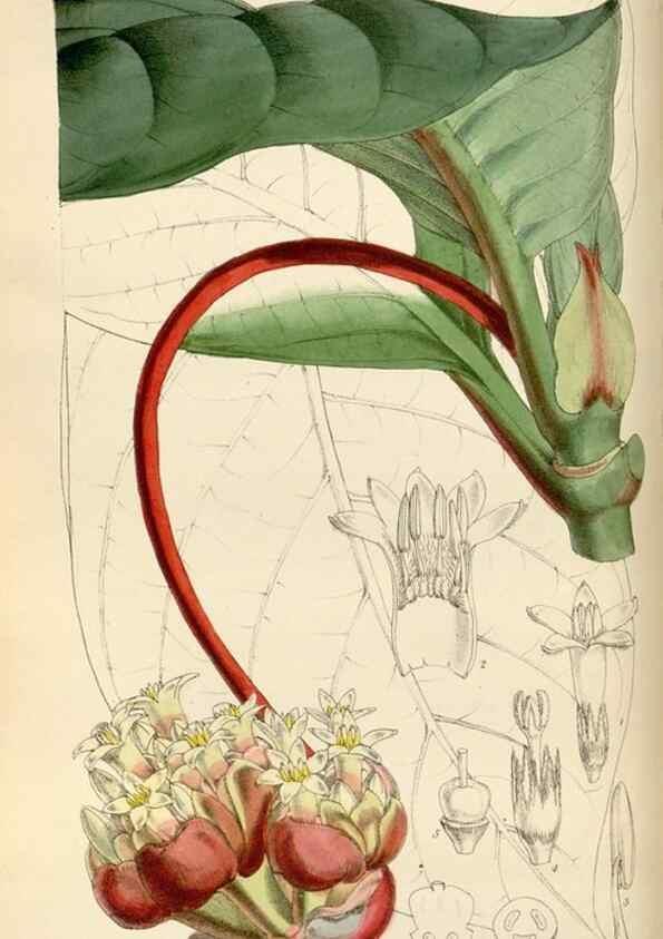 Reproducción/Reproduction 35108458902: Curtis's botanical magazine.. London ; New York [etc.] :Academic Press [etc.]
