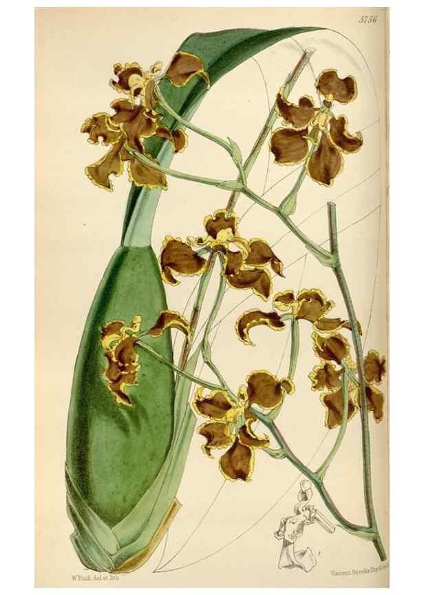 Reproducción/Reproduction 35108462012: Curtis's botanical magazine.. London ; New York [etc.] :Academic Press [etc.]