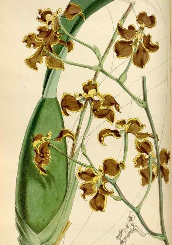 Reproducción/Reproduction 35108462012: Curtis's botanical magazine.. London ; New York [etc.] :Academic Press [etc.]