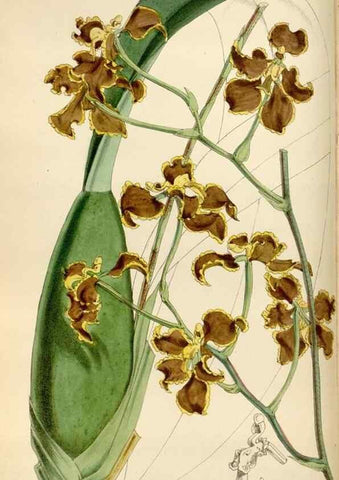 Reproducción/Reproduction 35108462012: Curtis's botanical magazine.. London ; New York [etc.] :Academic Press [etc.]