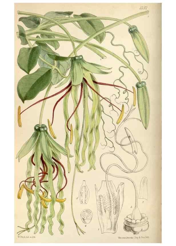 Reproducción/Reproduction 35108465762: Curtis's botanical magazine.. London ; New York [etc.] :Academic Press [etc.]