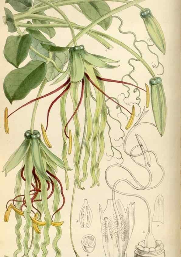 Reproducción/Reproduction 35108465762: Curtis's botanical magazine.. London ; New York [etc.] :Academic Press [etc.]