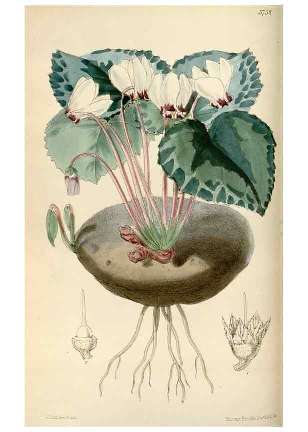 Reproducción/Reproduction 34431091964: Curtis's botanical magazine.. London ; New York [etc.] :Academic Press [etc.]