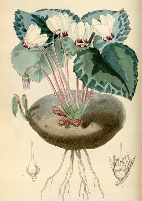 Reproducción/Reproduction 34431091964: Curtis's botanical magazine.. London ; New York [etc.] :Academic Press [etc.]