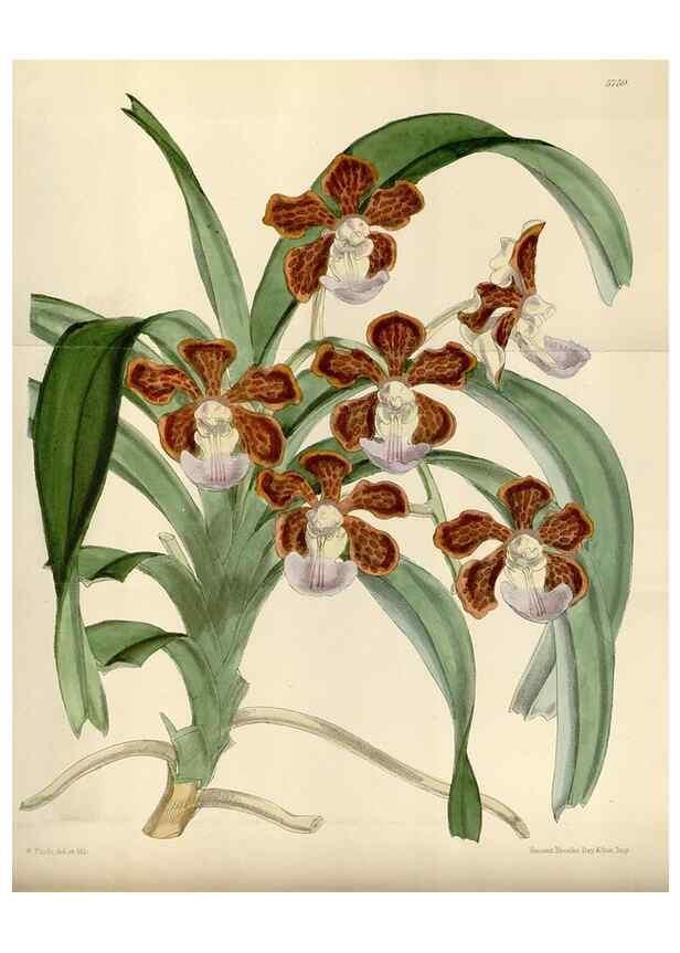 Reproducción/Reproduction 34431095264: Curtis's botanical magazine.. London ; New York [etc.] :Academic Press [etc.]