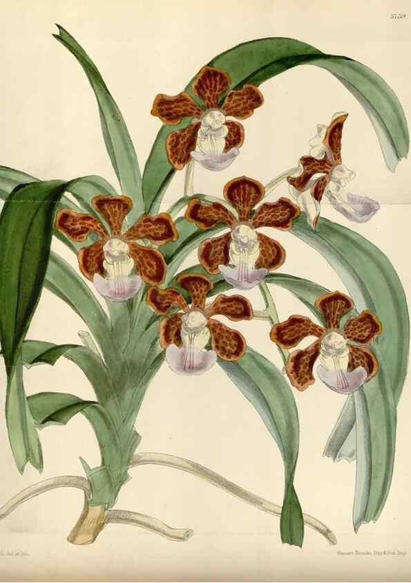 Reproducción/Reproduction 34431095264: Curtis's botanical magazine.. London ; New York [etc.] :Academic Press [etc.]