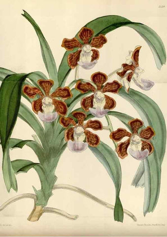Reproducción/Reproduction 34431095264: Curtis's botanical magazine.. London ; New York [etc.] :Academic Press [etc.]