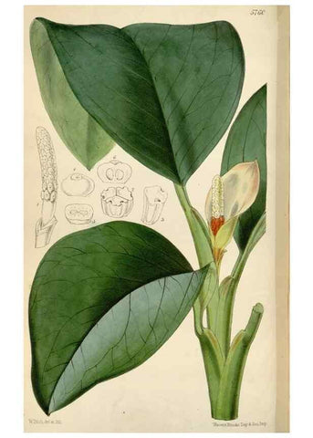 Reproducción/Reproduction 34431099204: Curtis's botanical magazine.. London ; New York [etc.] :Academic Press [etc.]
