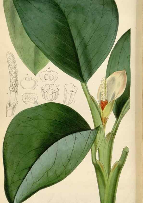 Reproducción/Reproduction 34431099204: Curtis's botanical magazine.. London ; New York [etc.] :Academic Press [etc.]
