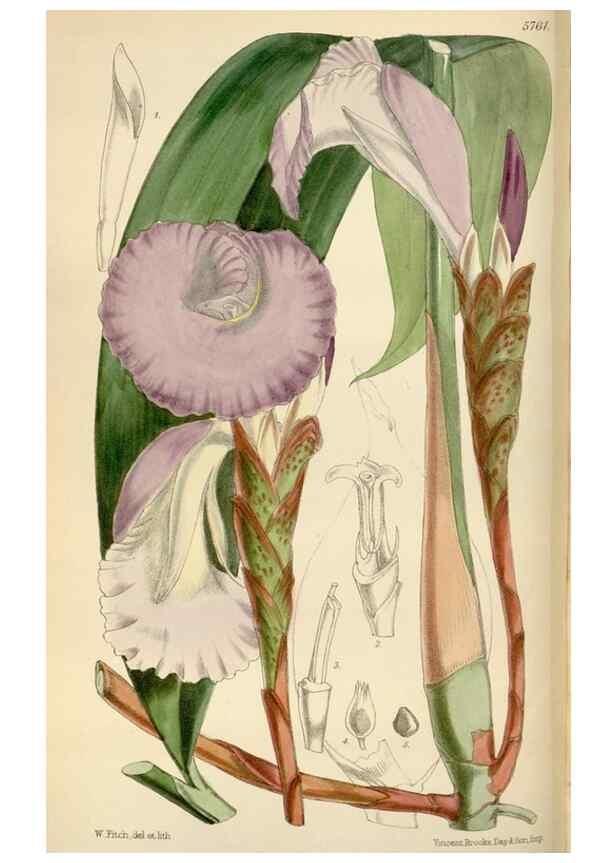 Reproducción/Reproduction 35144755441: Curtis's botanical magazine.. London ; New York [etc.] :Academic Press [etc.]