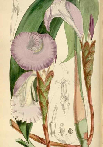 Reproducción/Reproduction 35144755441: Curtis's botanical magazine.. London ; New York [etc.] :Academic Press [etc.]