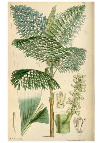 Reproducción/Reproduction 35144756741: Curtis's botanical magazine.. London ; New York [etc.] :Academic Press [etc.]