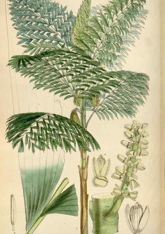 Reproducción/Reproduction 35144756741: Curtis's botanical magazine.. London ; New York [etc.] :Academic Press [etc.]