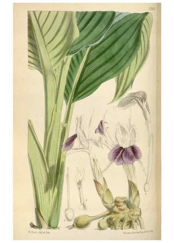 Reproducción/Reproduction 35144758221: Curtis's botanical magazine.. London ; New York [etc.] :Academic Press [etc.]