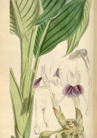 Reproducción/Reproduction 35144758221: Curtis's botanical magazine.. London ; New York [etc.] :Academic Press [etc.]