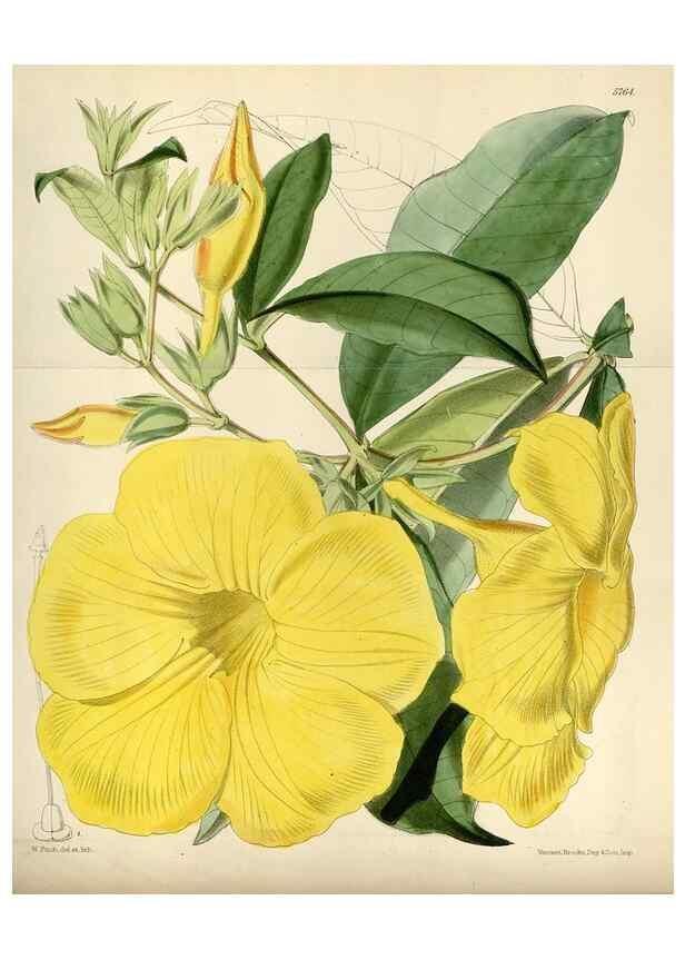 Reproducción/Reproduction 35144759571: Curtis's botanical magazine.. London ; New York [etc.] :Academic Press [etc.]
