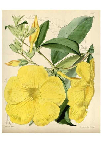 Reproducción/Reproduction 35144759571: Curtis's botanical magazine.. London ; New York [etc.] :Academic Press [etc.]