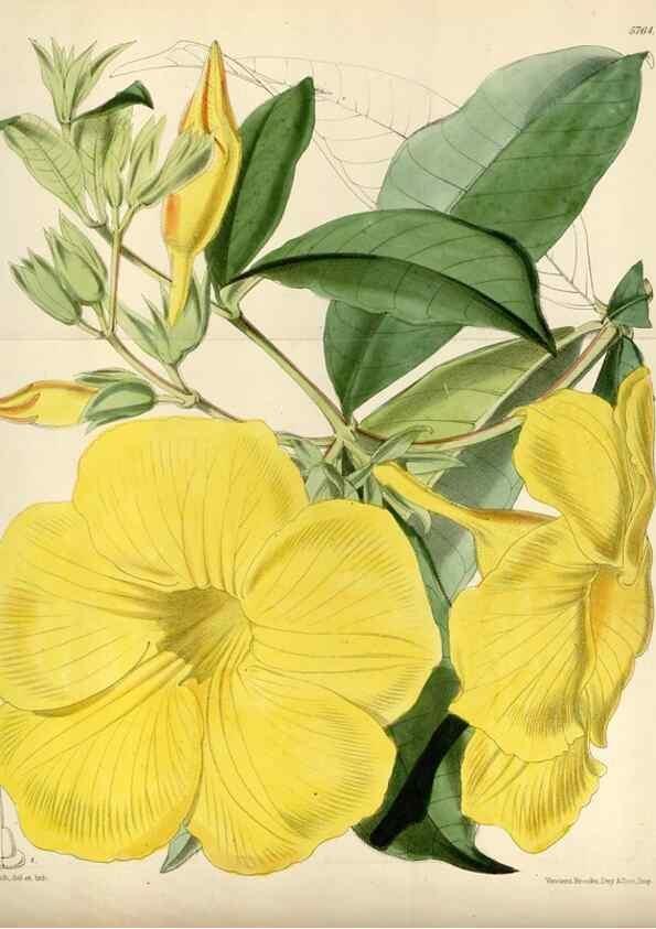 Reproducción/Reproduction 35144759571: Curtis's botanical magazine.. London ; New York [etc.] :Academic Press [etc.]