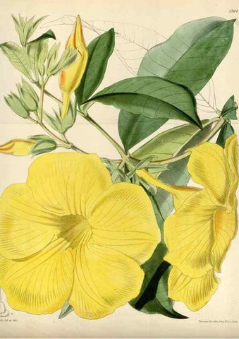 Reproducción/Reproduction 35144759571: Curtis's botanical magazine.. London ; New York [etc.] :Academic Press [etc.]