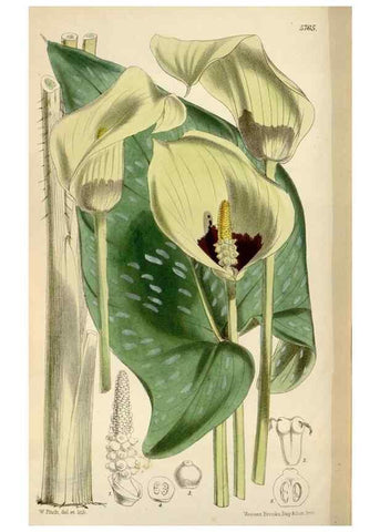 Reproducción/Reproduction 35144761661: Curtis's botanical magazine.. London ; New York [etc.] :Academic Press [etc.]