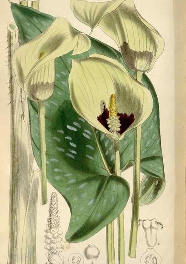 Reproducción/Reproduction 35144761661: Curtis's botanical magazine.. London ; New York [etc.] :Academic Press [etc.]