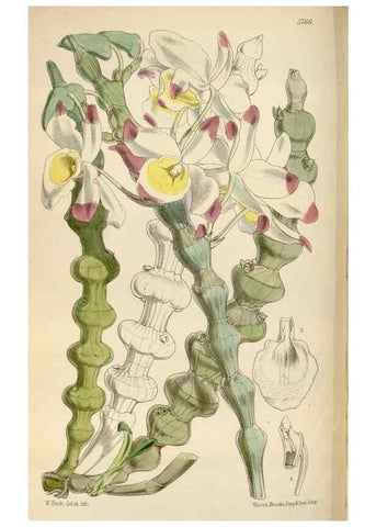 Reproducción/Reproduction 35144763711: Curtis's botanical magazine.. London ; New York [etc.] :Academic Press [etc.]