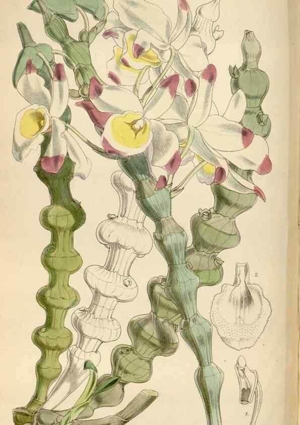 Reproducción/Reproduction 35144763711: Curtis's botanical magazine.. London ; New York [etc.] :Academic Press [etc.]