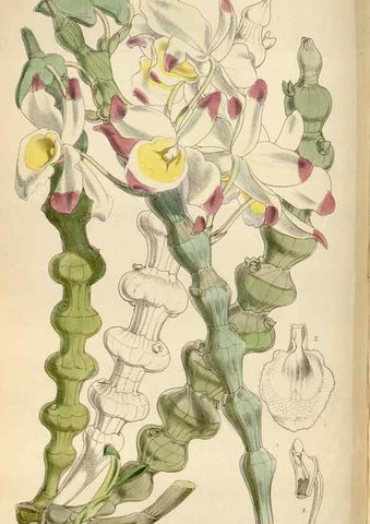 Reproducción/Reproduction 35144763711: Curtis's botanical magazine.. London ; New York [etc.] :Academic Press [etc.]