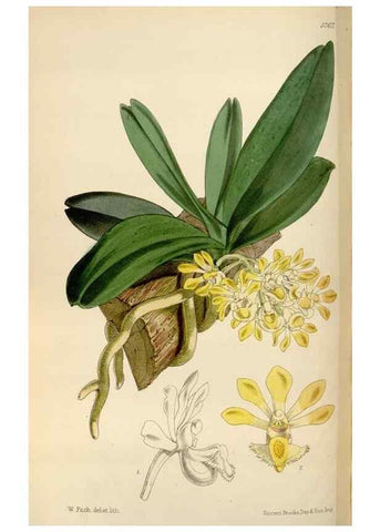 Reproducción/Reproduction 35144765661: Curtis's botanical magazine.. London ; New York [etc.] :Academic Press [etc.]