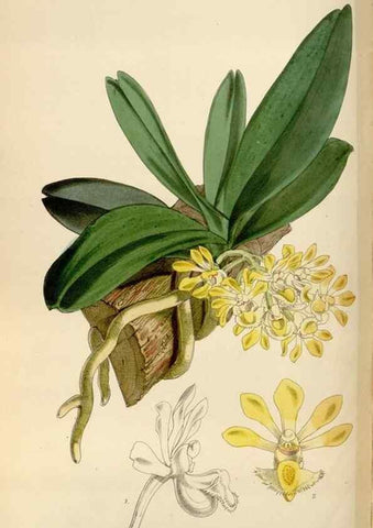 Reproducción/Reproduction 35144765661: Curtis's botanical magazine.. London ; New York [etc.] :Academic Press [etc.]