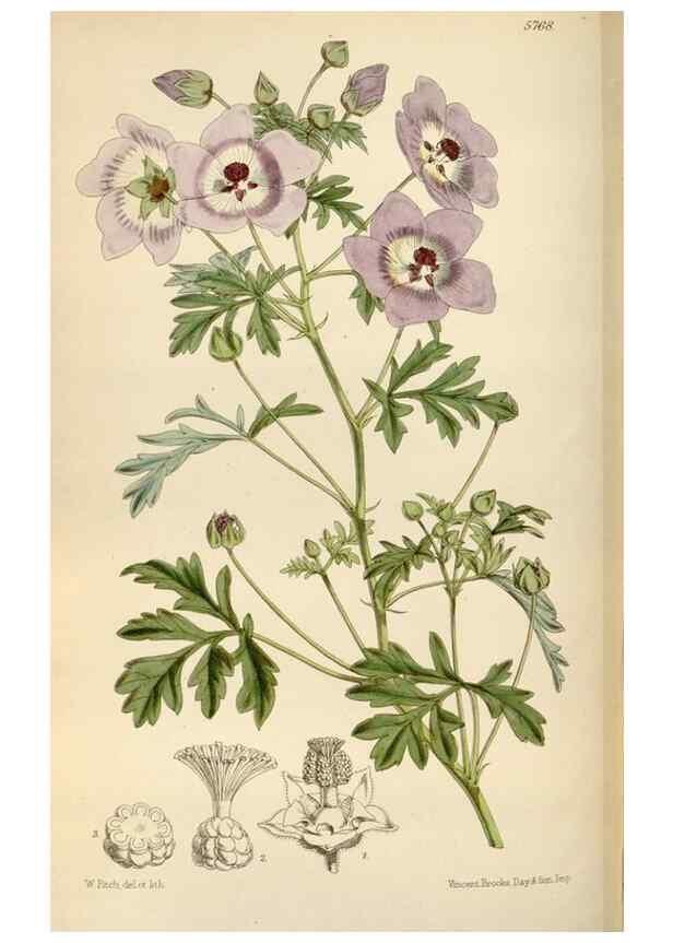 Reproducción/Reproduction 35144767671: Curtis's botanical magazine.. London ; New York [etc.] :Academic Press [etc.]