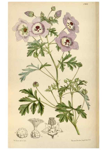 Reproducción/Reproduction 35144767671: Curtis's botanical magazine.. London ; New York [etc.] :Academic Press [etc.]