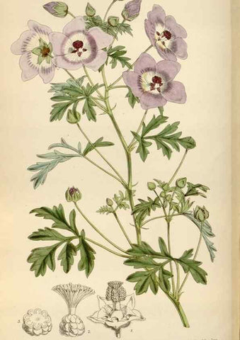 Reproducción/Reproduction 35144767671: Curtis's botanical magazine.. London ; New York [etc.] :Academic Press [etc.]