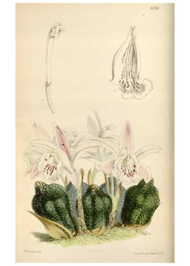 Reproducción/Reproduction 34431082664: Curtis's botanical magazine.. London ; New York [etc.] :Academic Press [etc.]