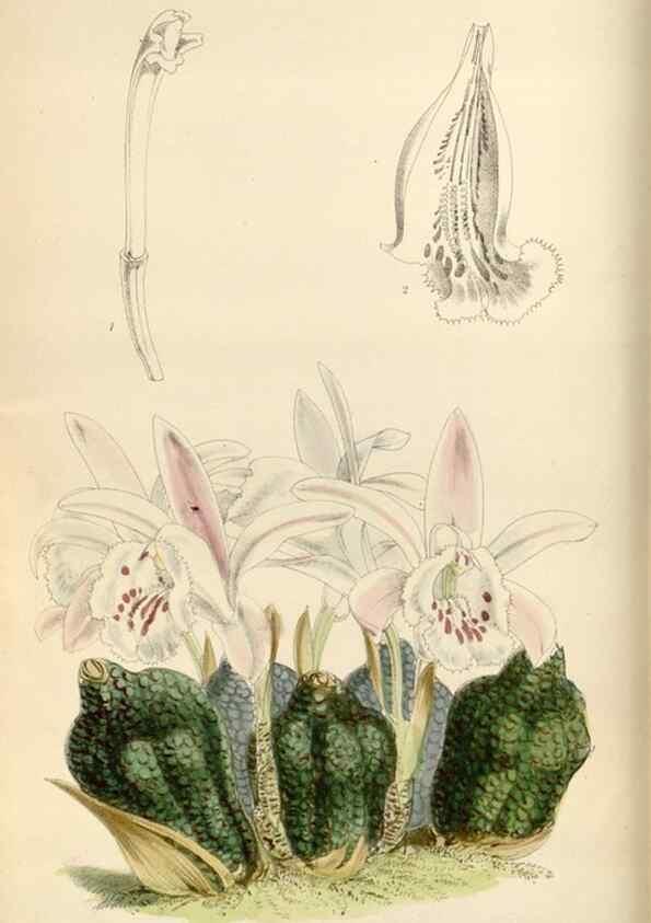 Reproducción/Reproduction 34431082664: Curtis's botanical magazine.. London ; New York [etc.] :Academic Press [etc.]