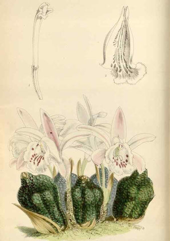 Reproducción/Reproduction 34431082664: Curtis's botanical magazine.. London ; New York [etc.] :Academic Press [etc.]