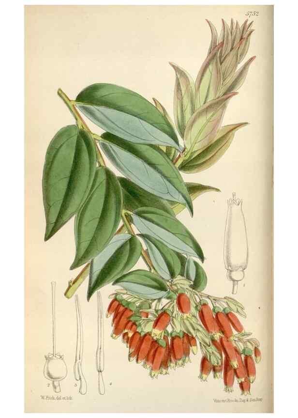 Reproducción/Reproduction 34465323513: Curtis's botanical magazine.. London ; New York [etc.] :Academic Press [etc.]