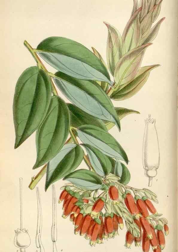 Reproducción/Reproduction 34465323513: Curtis's botanical magazine.. London ; New York [etc.] :Academic Press [etc.]
